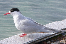Antarctic Tern